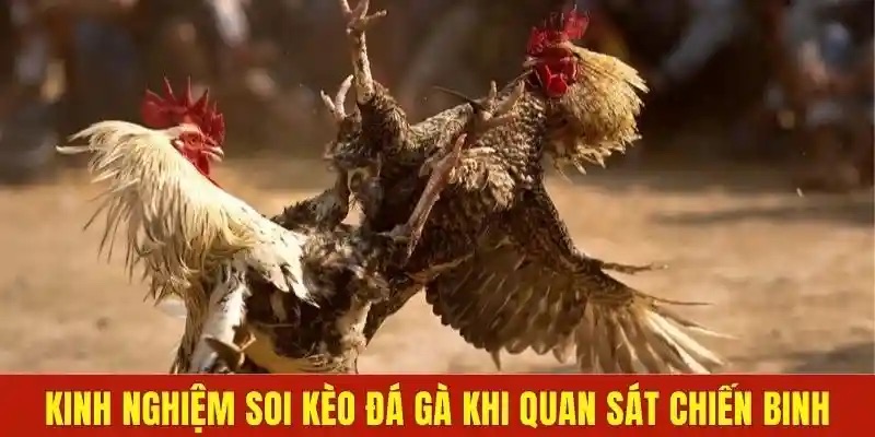 Các loại kèo phổ biến tại kèo đá gà 11bet